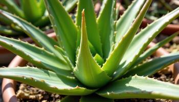 close up view of an aloe vera plant with thick, pointed leaves glistening in direct sunlight. photo