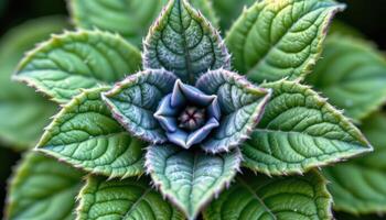 close up view of a cluster of sage leaves, slightly curled and coated in fine fuzz. photo