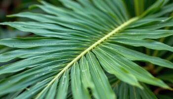 close up view of a dragon tree leaf with pointed tips and rich green coloring. photo
