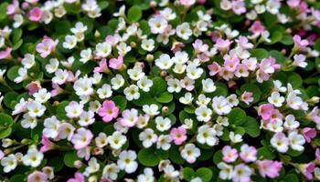 close up view of clover in bloom covering a garden patch with white and pink specks. photo