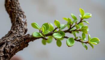 close up view of a bonsai tree branch with miniature leaves and rough textured bark. photo