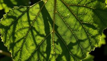 close up view of fig leaves casting intricate shadows over one another. photo