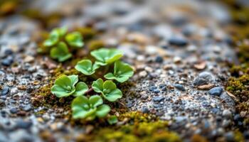 close up view of ground ivy creeping across a stone surface in early spring. photo
