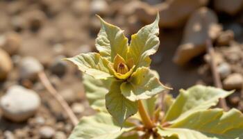 close up view of a desert plant with cracked, dry leaves adapting to drought. photo