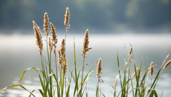 close up view of reed plants standing tall near a water's edge in morning fog. photo