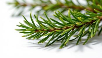 close up view of rosemary needles standing upright on a branch, with soft shadows enhancing texture. photo