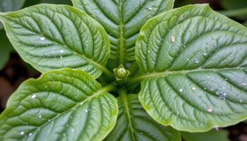 close up view of wild plantain leaves with prominent veins fanning out from a central stem. photo