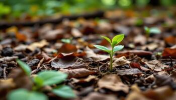 close up view of a sprouting sapling growing among leaf litter on a forest floor. photo