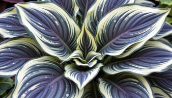 close up view of hosta plant with bold variegation and gently rippling leaf texture. photo