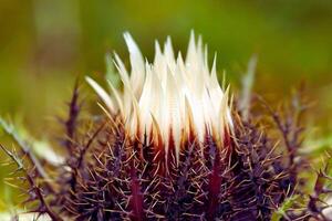 Frosted Bloom Grace of the Silver Thistle photo
