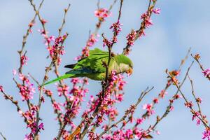 Vibrant Echo Colorful Charisma of the Parrot photo