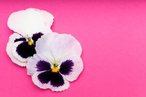 Beautiful pansy flowers arranged on a vibrant pink background for a decorative touch photo