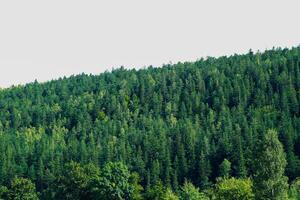 Lush green forest with dense conifer trees under clear sky during daytime hours photo
