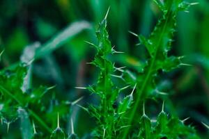 Vibrant green plant with sharp thorns in a natural setting during daytime photo