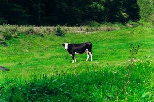 Cow grazing peacefully in lush green field near forested area in daytime photo