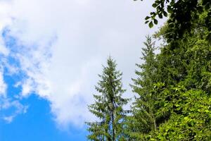 Tall pine trees against a bright blue sky with scattered clouds in a tranquil forest photo