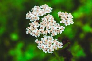Bright white flowers in natural green setting during sunny daylight hours photo