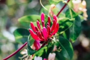 Bright red honeysuckle flowers bloom in a lush garden during sunny spring days photo