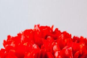 Bright red tulips in a vase with a simple background showcasing their vibrant color photo