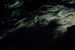 Light and shadow play on a forest trail with rocky terrain and exposed roots in the late afternoon photo