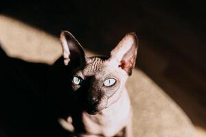 Curious sphynx cat relaxing in the sunlight during a quiet afternoon photo