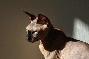 Sphynx cat relaxing in sunlight with striking blue eyes in a cozy indoor setting photo