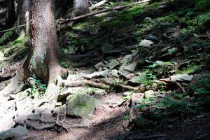 Sunlight filtering through trees illuminates roots and rocks in a forest photo