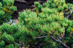 Lush spruce green branches of coniferous plants in a tranquil garden at midday photo
