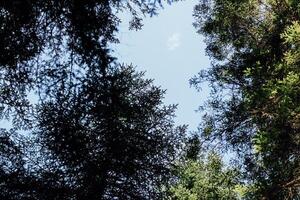 Looking up at a clear sky through the dense canopy of evergreen trees in the wilderness photo