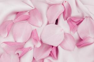 Delicate pink rose petals scattered on soft white fabric creating a serene atmosphere photo