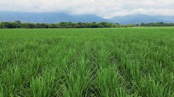 Farming landscape with sugarcane crops rural and natural setting video