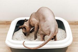 Sphynx cat using litter box for hygiene and comfort during the day at home photo