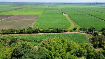 Wide sugarcane farming fields aerial shot of large-scale plantations video