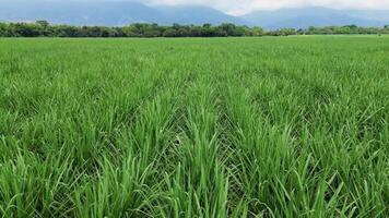 Vast sugarcane fields stretching across the countryside aerial view video