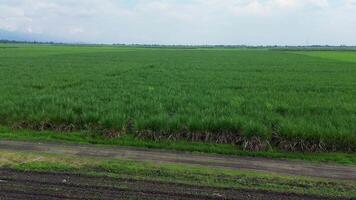 Wide sugarcane fields covering the land aerial farming view video
