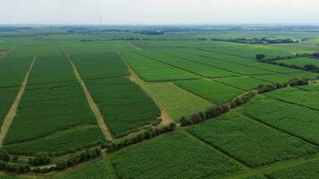 Expansive sugarcane fields in aerial view showcasing vast plantations video