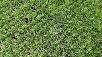 Drone flying over sugarcane field plantation work in progress video