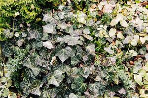 Lush greenery showcasing diverse foliage with ivy and ground cover plants in a natural setting photo