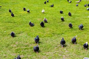 Flock of pigeons foraging on green grass in sunny park setting during midday activity photo