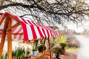 Flower stand under a striped canopy surrounded by trees in early spring season photo