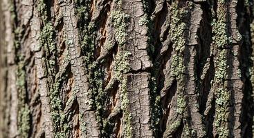 Tree Bark Texture Close Up photo
