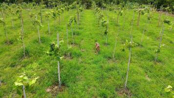 Aerial drone view of lush grapevine fields in rural landscape video