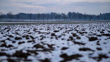 A field of snow covered trees photo