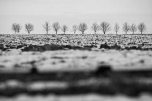 A black and white photo of trees in a snow covered field