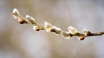 A branch of a willow tree with buds photo