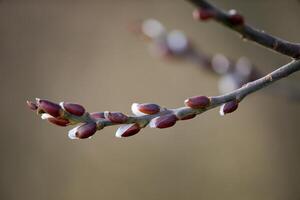 A branch with buds on it photo