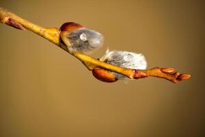 A branch with a small flower on it photo