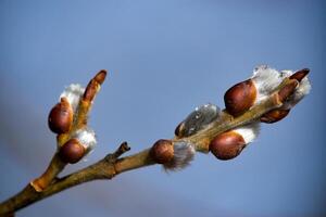 A branch with buds and leaves on it photo