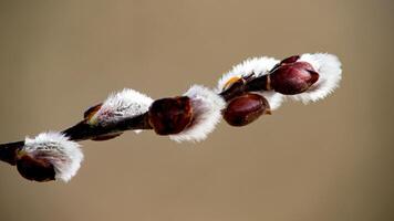 a branch with white fuzzy buds on it photo