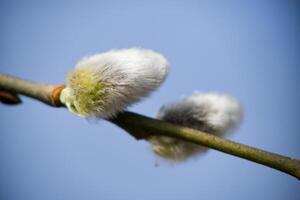 A branch with a flower on it photo